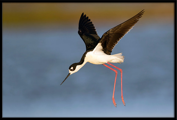 Black-necked Stilt