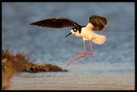 Black-necked Stilt