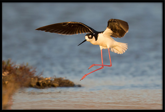 Black-necked Stilt