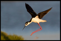Black-necked Stilt