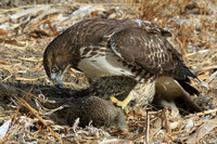 Hawk eating squirrel