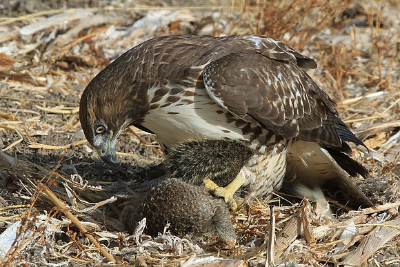 Hawk eating squirrel