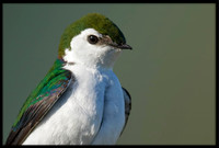 Violet-green Swallow