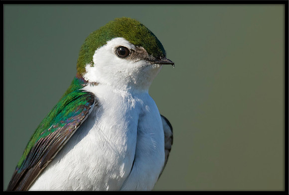 Violet-green Swallow