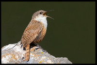 Canyon Wren