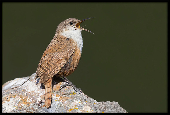 Canyon Wren