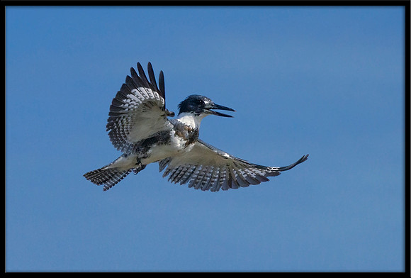 Belted Kingfisher