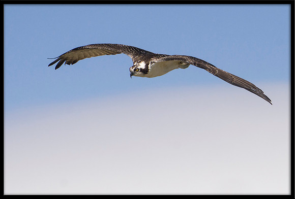 Osprey