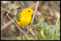 Prothonotary Warbler