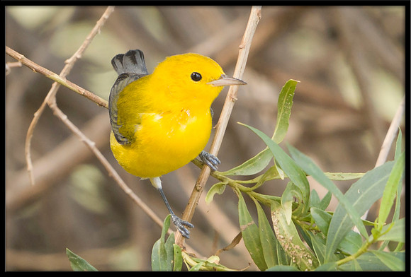 Prothonotary Warbler