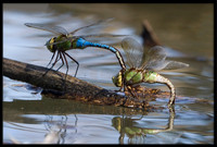 Dragonflies laying eggs