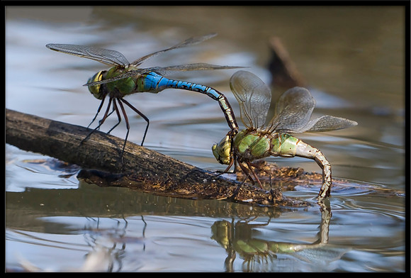 Dragonflies laying eggs