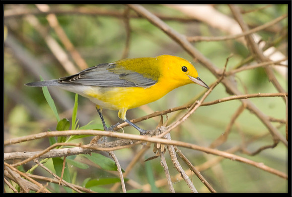 Prothonotary Warbler
