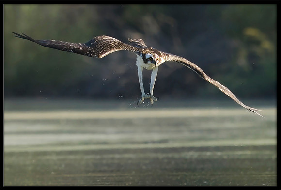 Osprey