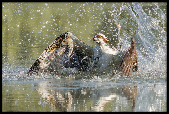 Osprey