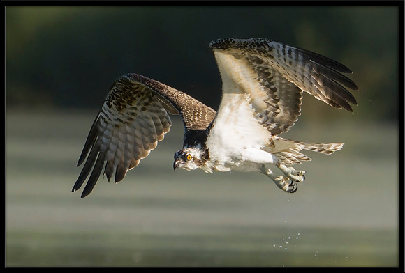 Osprey