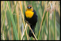 Yellow-headed Blackbird