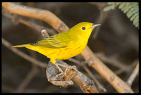 Yellow Warbler