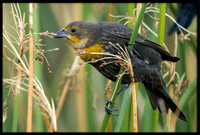 Yellow-headed Blackbird