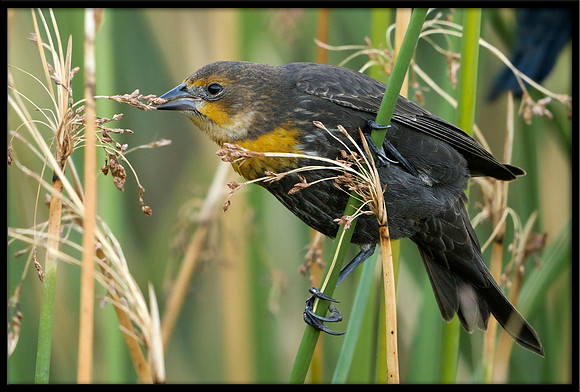 Yellow-headed Blackbird
