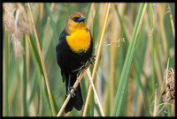 Yellow-headed Blackbird