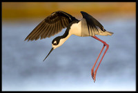 Black-necked Stilt
