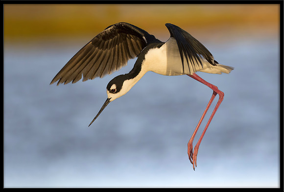 Black-necked Stilt