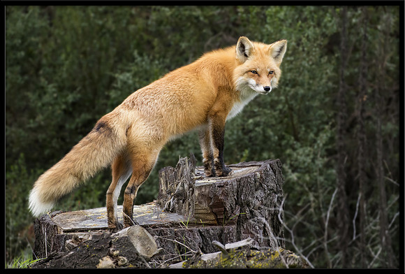Red Fox