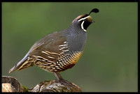 California Quail