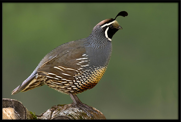 California Quail