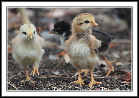 Chicks about 1 week old