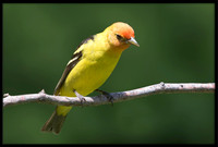 Western Tanager
