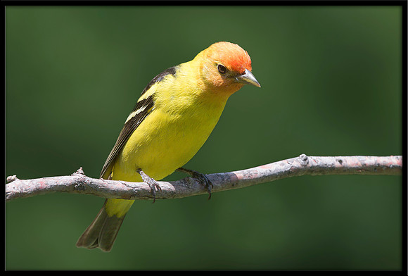 Western Tanager