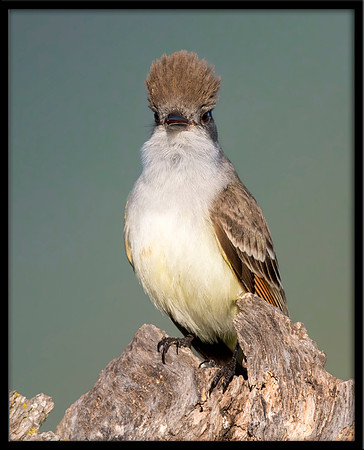 Ash-throated Flycatcher