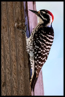 Nuttal's Woodpecker