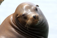 Sea Lion