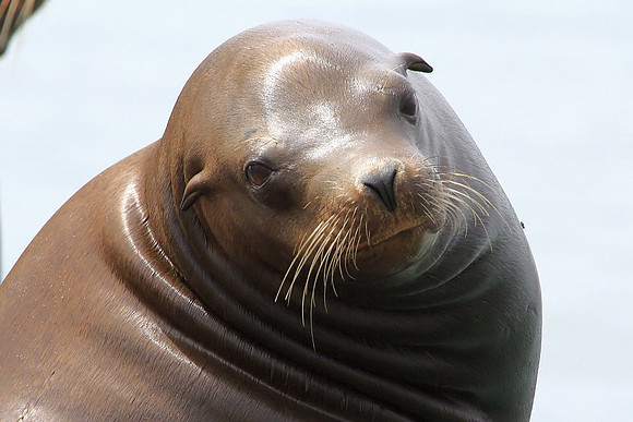 Sea Lion