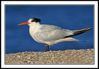 Elegant Tern