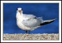 Elegant Tern