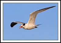 Elegant Tern