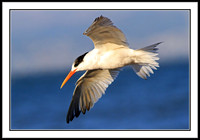 Elegant Tern