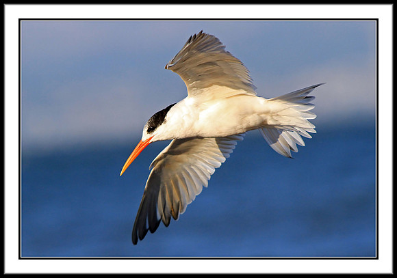 Elegant Tern