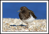 Black Turnstones