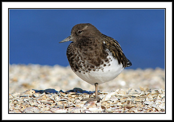 Black Turnstone