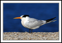 Elegant Tern - juvenile (yellow bill, darker wingtips)