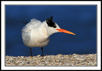 Elegant Tern
