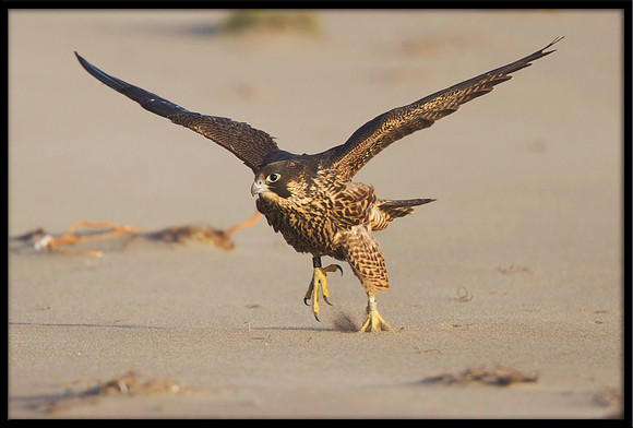 Peregrine Falcon chick