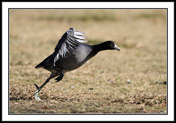 Coot taking off