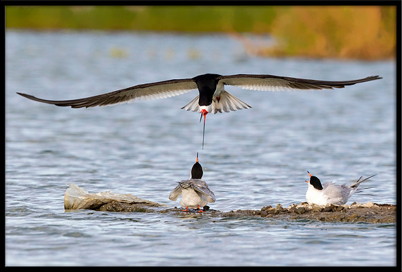 Black Skimmer harassing Terns at nest