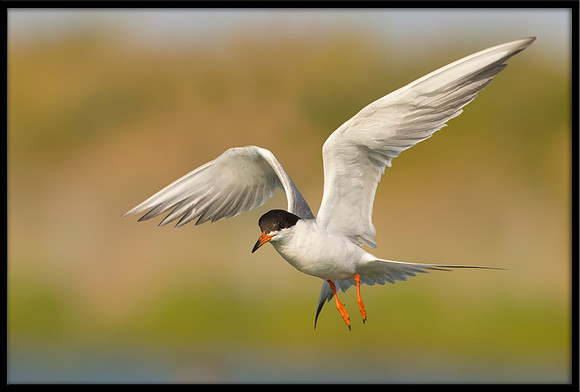Forster's Tern